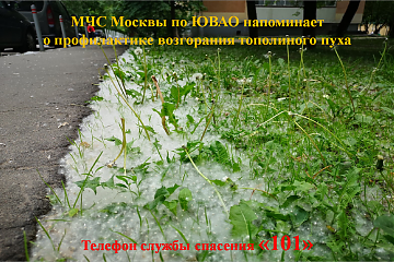 Тополиный пух - источник пожарной опасности!