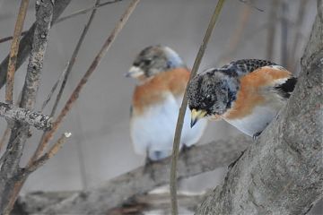 Юркая пара: зазимовавшие вьюрки замечены в Кузьминках