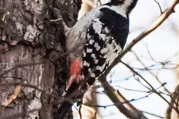 На природных территориях «Кузьминки-Люблино» замечены редкие дятлы