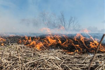 Весной, когда сходит снег и обнажается почва, травяные палы приносят природе, хозяйству, здоровью и жизни людей существенный и разнообразный вред. 