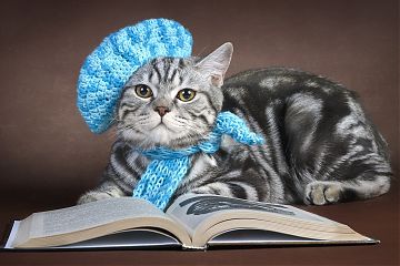 «Обыкновенных кошек не бывает»