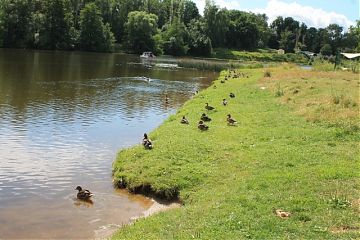 Подведены итоги учет водоплавающих птиц, который проводится каждое лето на природной территории