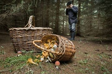 Потеряться в лесу может каждый: спасатели рассказали, как этого избежать